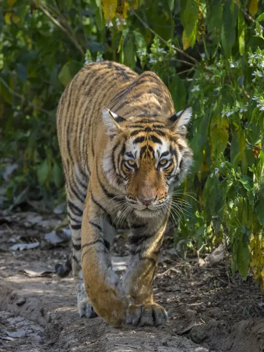 Framed Print : Tiger (Panthera tigris), walking in forest, Ranthambhore National Park, Rajasthan, India Framed Print : Tiger (Panthera tigris), walking in forest, Ranthambhore National Park, Rajasthan, India