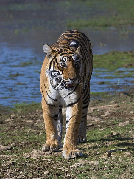 Tiger (Panthera tigris), walking on lake shore, Ranthambhore National Park, Rajasthan