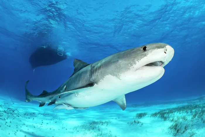Framed Print : Tiger shark (Galeocerdo cuvier) female, swimming beneath a dive boat, Little Bahama Bank, Grand Bahama Island, Bahamas, Atlantic Ocean. Controlled conditions Framed Print : Tiger shark (Galeocerdo cuvier) female, swimming beneath a dive boat, Little Bahama Bank, Grand Bahama Island, Bahamas, Atlantic Ocean. Controlled conditions