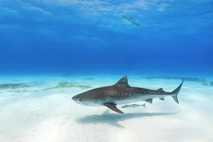 Framed Print : Tiger shark (Galeocerdo cuvier) female, swimming over a shallow sand bank with a Sharksucker (Echeneis naucrates), Little Bahama Bank, Grand Bahama Island, Bahamas Framed Print : Tiger shark (Galeocerdo cuvier) female, swimming over a shallow sand bank with a Sharksucker (Echeneis naucrates), Little Bahama Bank, Grand Bahama Island, Bahamas