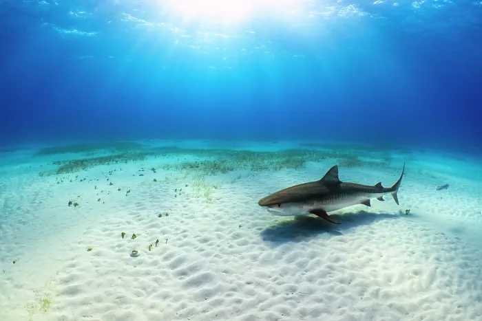 Framed Print : Tiger shark (Galeocerdo cuvier) female, swimming over a shallow sand bank with sun burst and Manatee grass (Syringodium filiforme), Little Bahama Bank, Grand Bahama Island Framed Print : Tiger shark (Galeocerdo cuvier) female, swimming over a shallow sand bank with sun burst and Manatee grass (Syringodium filiforme), Little Bahama Bank, Grand Bahama Island