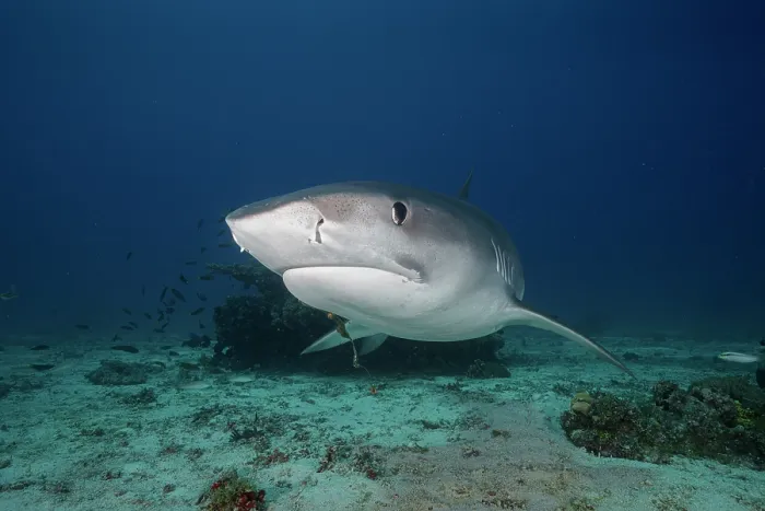 Framed Print : Tiger shark (Galeocerdo cuvier) with old fishing hook in the mouth, portrait, off Malapascua Island, Philippines, Pacific Ocean Framed Print : Tiger shark (Galeocerdo cuvier) with old fishing hook in the mouth, portrait, off Malapascua Island, Philippines, Pacific Ocean