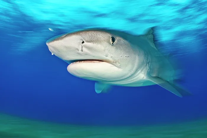 Framed Print : Tiger shark (Galeocerdo cuvier) swimming in shallow water, Little Bahama Bank, Grand Bahama Island, Bahamas, Atlantic Ocean. Controlled conditions Framed Print : Tiger shark (Galeocerdo cuvier) swimming in shallow water, Little Bahama Bank, Grand Bahama Island, Bahamas, Atlantic Ocean. Controlled conditions