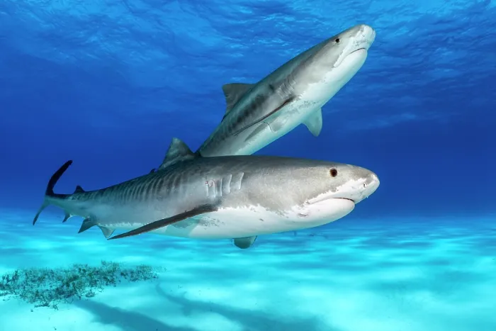 Framed Print : Two Tiger sharks (Galeocerdo cuvier) swimming over a shallow sand bank, Little Bahama Bank, Grand Bahama Island, Bahamas, Atlantic Ocean. Controlled conditions Framed Print : Two Tiger sharks (Galeocerdo cuvier) swimming over a shallow sand bank, Little Bahama Bank, Grand Bahama Island, Bahamas, Atlantic Ocean. Controlled conditions