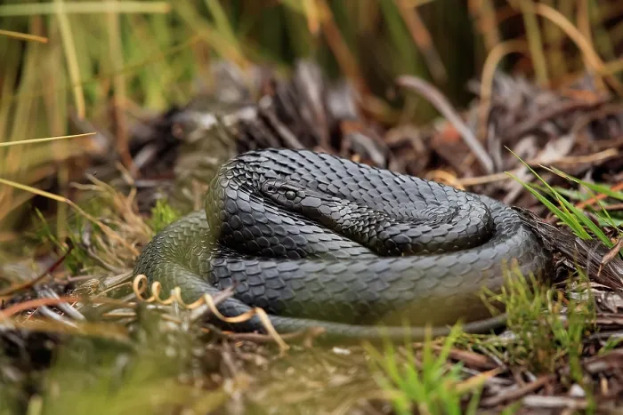 Framed Print : Tiger snake (Notechis scutatus) black morph coiled up, basking on open ground, Cradle Mountain National Park, Tasmania, Australia Framed Print : Tiger snake (Notechis scutatus) black morph coiled up, basking on open ground, Cradle Mountain National Park, Tasmania, Australia