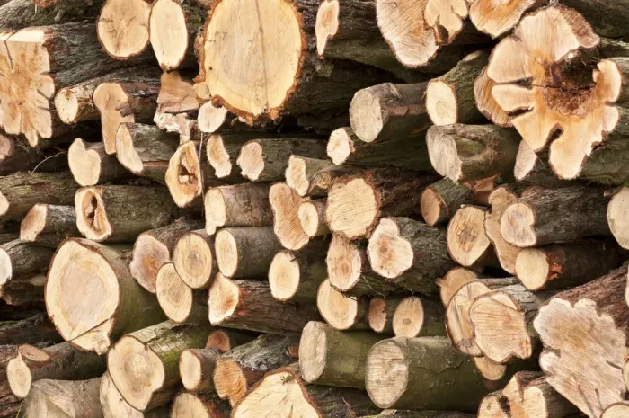 Framed Print : Timber log pile, Feanedock Wood, The National Forest, Derbyshire, UK, November 2010