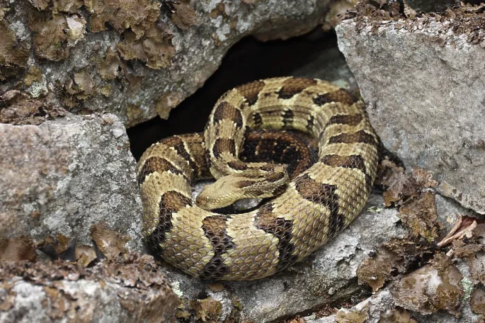 Framed Print : Timber rattlesnake (Crotalus horridus) drinking water off its scales, Maryland, USA. July Framed Print : Timber rattlesnake (Crotalus horridus) drinking water off its scales, Maryland, USA. July