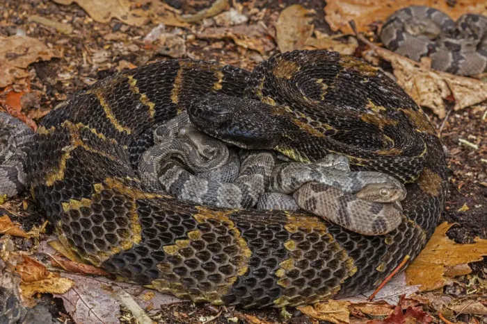 Framed Print : Timber rattlesnake (Crotalus horridus) female with newborn young, Pennsylvania, USA Framed Print : Timber rattlesnake (Crotalus horridus) female with newborn young, Pennsylvania, USA