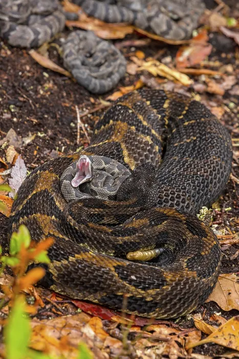 Framed Print : Timber rattlesnake (Crotalus horridus) female with newborn young, Pennsylvania, USA. September Framed Print : Timber rattlesnake (Crotalus horridus) female with newborn young, Pennsylvania, USA. September