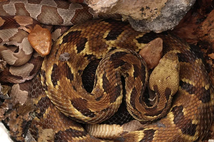Framed Print : Timber rattlesnake (Crotalus horridus) gravid female, and two Northern copperheads (Agkistrodon contortrix) resting amongst lichen covered rocks, Maryland, USA. August Framed Print : Timber rattlesnake (Crotalus horridus) gravid female, and two Northern copperheads (Agkistrodon contortrix) resting amongst lichen covered rocks, Maryland, USA. August