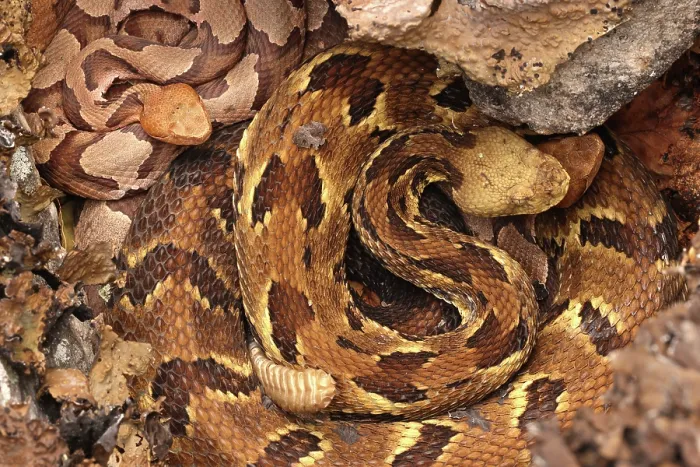 Framed Print : Timber rattlesnake (Crotalus horridus) gravid female, and two Northern copperheads (Agkistrodon contortrix) resting amongst lichen covered rocks, Maryland, USA. August Framed Print : Timber rattlesnake (Crotalus horridus) gravid female, and two Northern copperheads (Agkistrodon contortrix) resting amongst lichen covered rocks, Maryland, USA. August