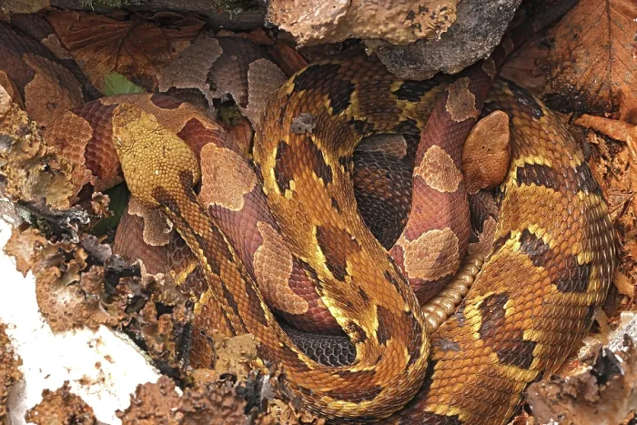 Framed Print : Timber rattlesnake (Crotalus horridus) gravid female, and Northern copperhead (Agkistrodon contortrix) resting amongst lichen covered rocks, Maryland, USA. August Framed Print : Timber rattlesnake (Crotalus horridus) gravid female, and Northern copperhead (Agkistrodon contortrix) resting amongst lichen covered rocks, Maryland, USA. August
