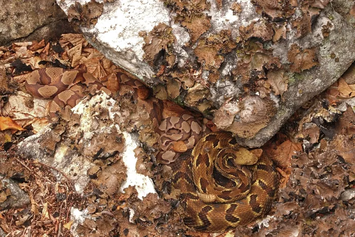 Framed Print : Timber rattlesnake (Crotalus horridus) gravid female, and four Northern copperheads (Agkistrodon contortrix) basking amongst lichen covered rocks, Maryland, USA. August Framed Print : Timber rattlesnake (Crotalus horridus) gravid female, and four Northern copperheads (Agkistrodon contortrix) basking amongst lichen covered rocks, Maryland, USA. August
