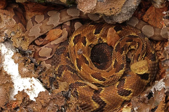 Framed Print : Timber rattlesnake (Crotalus horridus) gravid female, and two Northern copperheads (Agkistrodon contortrix) basking amongst lichen covered rocks, Maryland, USA. August Framed Print : Timber rattlesnake (Crotalus horridus) gravid female, and two Northern copperheads (Agkistrodon contortrix) basking amongst lichen covered rocks, Maryland, USA. August