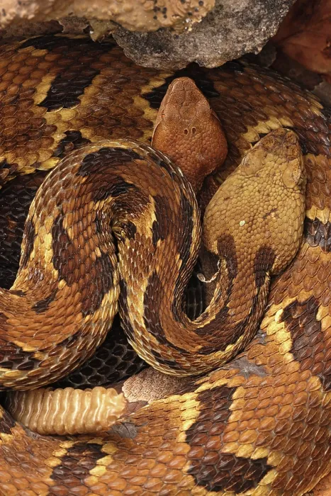 Framed Print : Timber rattlesnake (Crotalus horridus) gravid female, and Northern copperhead (Agkistrodon contortrix) resting amongst lichen covered rocks, Maryland, USA. August Framed Print : Timber rattlesnake (Crotalus horridus) gravid female, and Northern copperhead (Agkistrodon contortrix) resting amongst lichen covered rocks, Maryland, USA. August