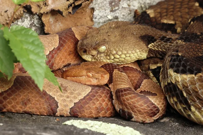 Framed Print : Timber rattlesnake (Crotalus horridus) gravid female, and Northern copperhead (Agkistrodon contortrix) resting amongst lichen covered rocks, Maryland, USA. August