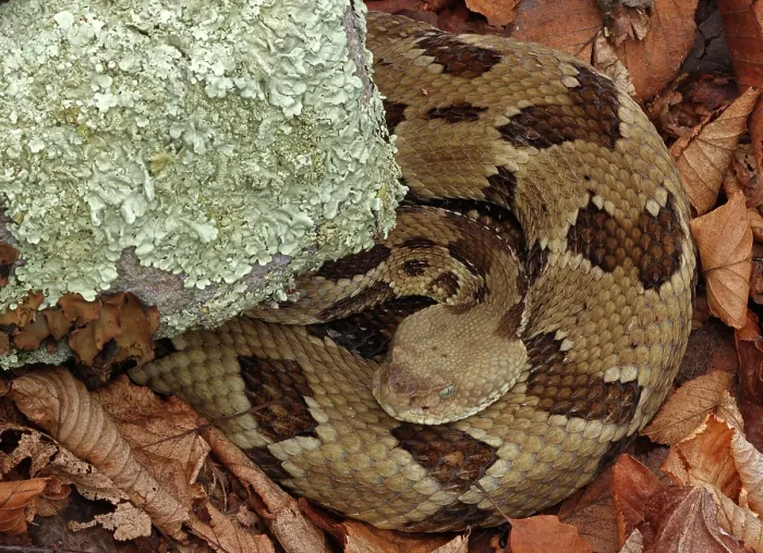 Framed Print : Timber rattlesnake (Crotalus horridus) resting at rookery, Maryland, USA. April Framed Print : Timber rattlesnake (Crotalus horridus) resting at rookery, Maryland, USA. April