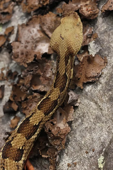 Framed Print : Timber rattlesnake (Crotalus horridus) at rookery, Maryland, USA. July Framed Print : Timber rattlesnake (Crotalus horridus) at rookery, Maryland, USA. July