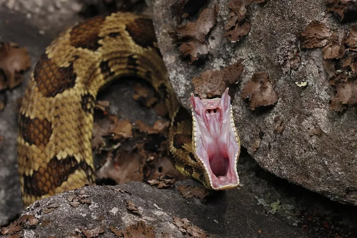 Framed Print : Timber rattlesnake (Crotalus horridus) stretching mouth after feeding, Maryland, USA. July Framed Print : Timber rattlesnake (Crotalus horridus) stretching mouth after feeding, Maryland, USA. July