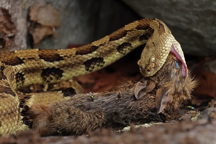 Framed Print : Timber rattlesnake (Crotalus horridus) swallowing Eastern cottontail (Sylvilagus floridanus) prey, Maryland, USA. July Framed Print : Timber rattlesnake (Crotalus horridus) swallowing Eastern cottontail (Sylvilagus floridanus) prey, Maryland, USA. July