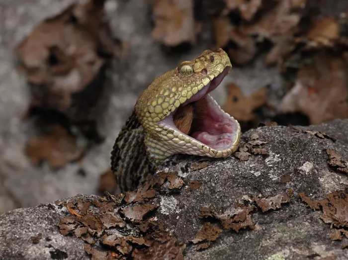 Framed Print : Timber rattlesnake (Crotalus horridus) swallowing Eastern cottontail (Sylvilagus floridanus) prey, Maryland, USA. July Framed Print : Timber rattlesnake (Crotalus horridus) swallowing Eastern cottontail (Sylvilagus floridanus) prey, Maryland, USA. July