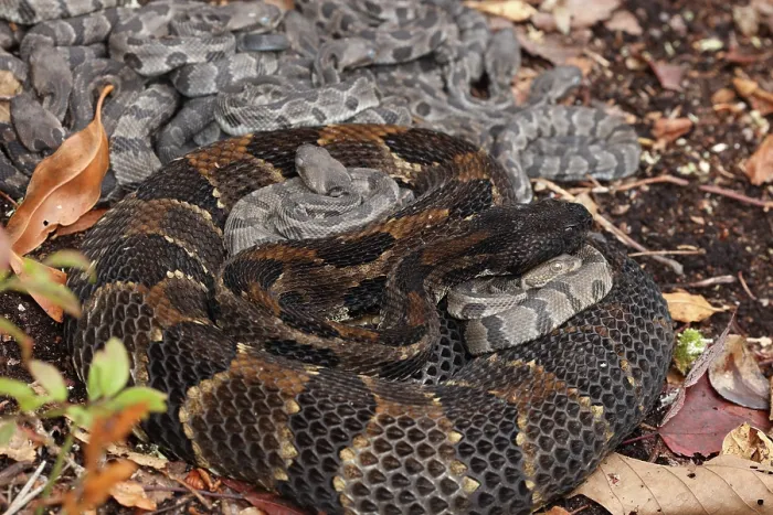 Framed Print : Timber rattlesnakes (Crotalus horridus) gravid female and newborn young resting at rookery, Pennsylvania, USA. September