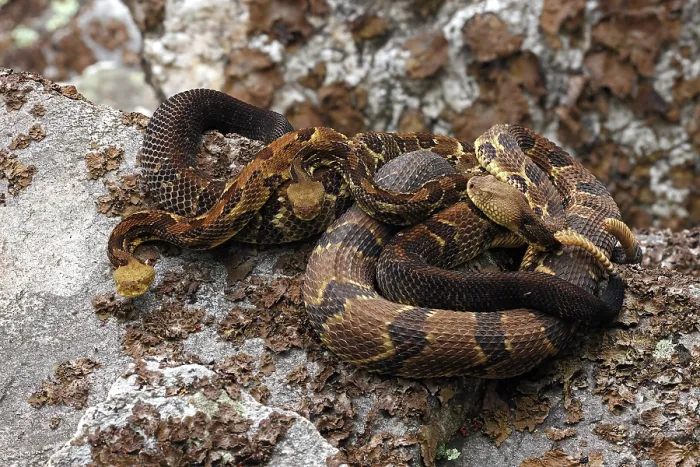 Framed Print : Three Timber rattlesnakes (Crotalus horridus) gravid females, basking amongst lichen covered rocks, Maryland, USA. July Framed Print : Three Timber rattlesnakes (Crotalus horridus) gravid females, basking amongst lichen covered rocks, Maryland, USA. July