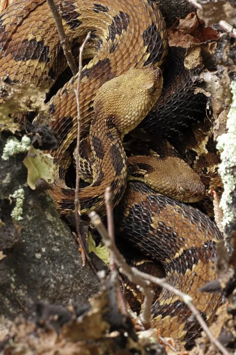 Framed Print : Timber rattlesnakes (Crotalus horridus) pair, courtship at rookery, Maryland, USA. July