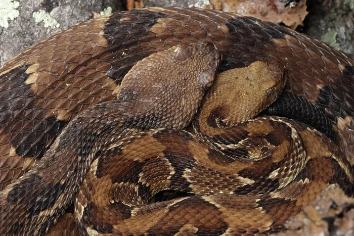 Framed Print : Timber rattlesnakes (Crotalus horridus) pair, basking together at rookery, Maryland, USA. August Framed Print : Timber rattlesnakes (Crotalus horridus) pair, basking together at rookery, Maryland, USA. August