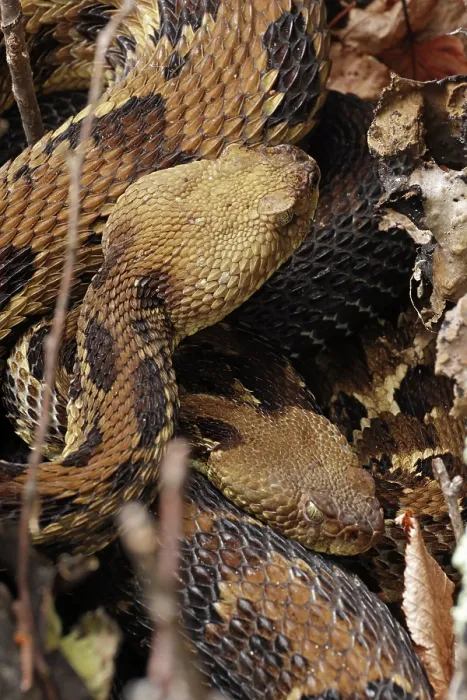 Framed Print : Timber rattlesnakes (Crotalus horridus) pair, courtship at rookery, Maryland, USA. July Framed Print : Timber rattlesnakes (Crotalus horridus) pair, courtship at rookery, Maryland, USA. July
