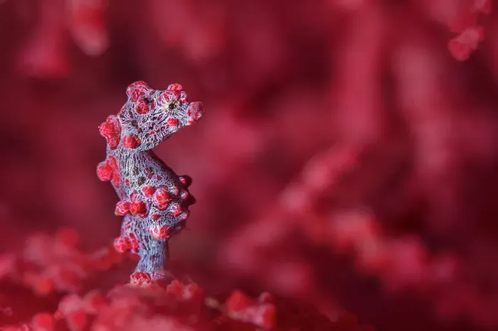 Framed Print : Tiny (10mm) pygmy seahorse (Hippocampus bargibanti) sheltering in seafan (Muricella sp. ) Bitung, North Sulawesi, Indonesia. Lembeh Strait, Molucca Sea Framed Print : Tiny (10mm) pygmy seahorse (Hippocampus bargibanti) sheltering in seafan (Muricella sp. ) Bitung, North Sulawesi, Indonesia. Lembeh Strait, Molucca Sea