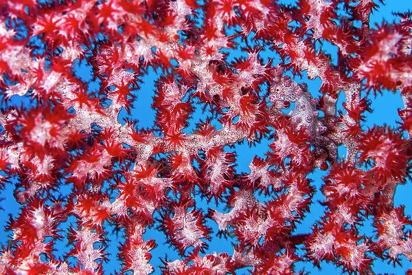 Tiny (1cm) Pygmy seahorse (Hippocampus bargibanti) hides in the branches of its home seafan (Muricella sp. ) on a coral reef. Daram Islands, Misool, Raja Ampat, West Papua, Indonesia. Ceram Sea