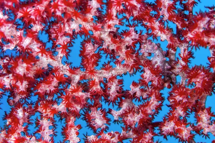 Framed Print : Tiny (1cm) Pygmy seahorse (Hippocampus bargibanti) hides in the branches of its home seafan (Muricella sp. ) on a coral reef. Daram Islands, Misool, Raja Ampat, West Papua, Indonesia. Ceram Sea Framed Print : Tiny (1cm) Pygmy seahorse (Hippocampus bargibanti) hides in the branches of its home seafan (Muricella sp. ) on a coral reef. Daram Islands, Misool, Raja Ampat, West Papua, Indonesia. Ceram Sea