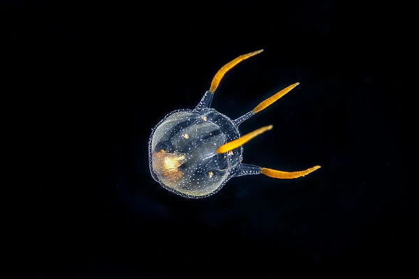 Tiny hydrozoa, which is a predatory jellyfish-like animal #20625629