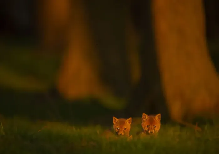 Framed Print : Two tiny Red fox (Vulpes vulpes) cubs emerging from their forest den in evening sunlight, Derbyshire, UK. January Framed Print : Two tiny Red fox (Vulpes vulpes) cubs emerging from their forest den in evening sunlight, Derbyshire, UK. January
