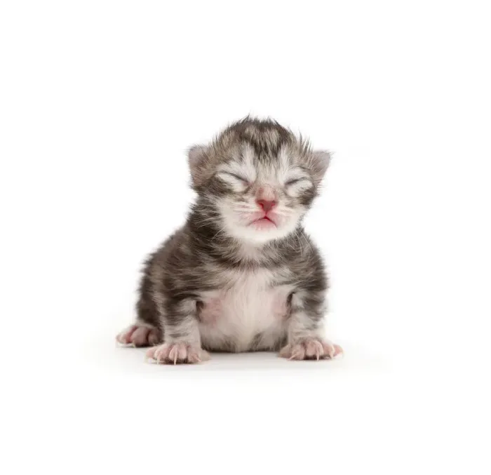 Framed Print : Tiny silver tabby kitten, Freya, 2 days Framed Print : Tiny silver tabby kitten, Freya, 2 days