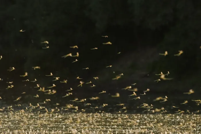Framed Print : Tisza mayflies (Palingenia longicauda) swarming, Tisza river, Hungary, June 2009=