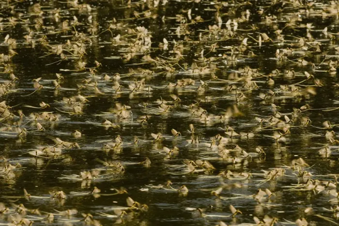 Framed Print : Tisza mayflies (Palingenia longicauda) swarming, Tisza river, Hungary, June 2009