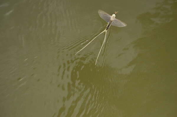 Tisza mayfly (Palingenia longicauda) taking off from water, Tisza river, Hungary