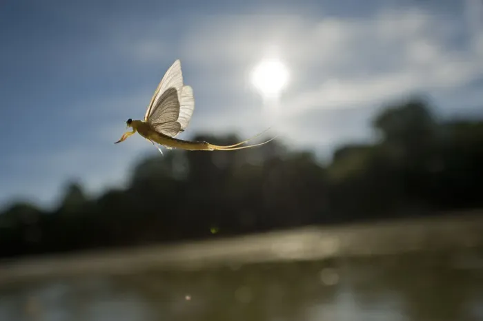 Framed Print : Tisza mayfly (Palingenia longicauda) in flight over the Tisza river, Hungary, June 2009 Framed Print : Tisza mayfly (Palingenia longicauda) in flight over the Tisza river, Hungary, June 2009