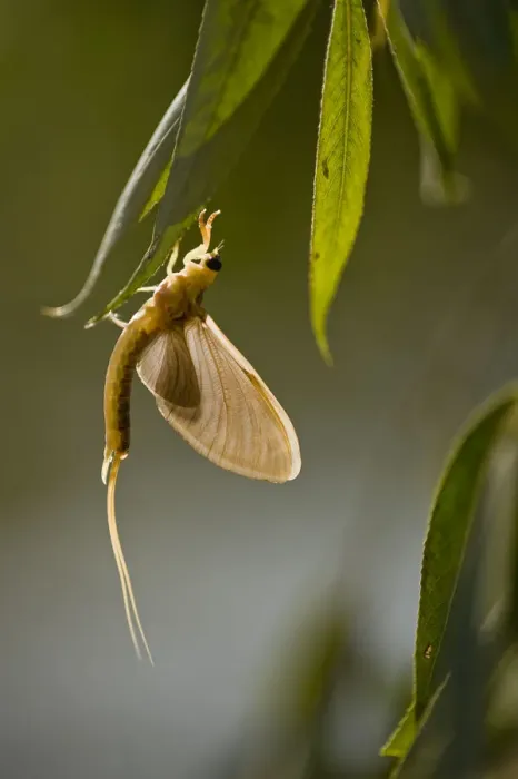 Framed Print : Tisza mayfly (Palingenia longicauda) hanging from a leaf during moult, Hungary, June 2009 Framed Print : Tisza mayfly (Palingenia longicauda) hanging from a leaf during moult, Hungary, June 2009
