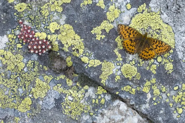 Framed Print : Titanias fritillary (Boloria titania) basking on rock with Lichens (Rhizocarpon geographicum) Framed Print : Titanias fritillary (Boloria titania) basking on rock with Lichens (Rhizocarpon geographicum)