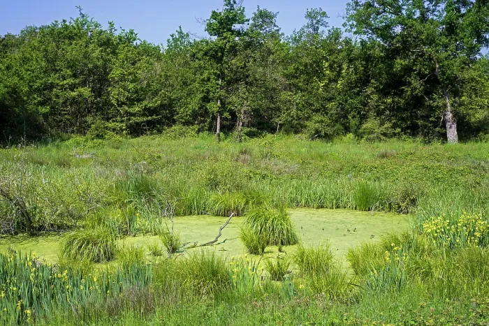 Framed Print : Toad pond / amphibian pool covered in Duckweed (Lemna sp.) in meadow at forest's edge, habitat for the reproduction of frogs, toads and salamanders in spring, La Brenne, Indre Framed Print : Toad pond / amphibian pool covered in Duckweed (Lemna sp.) in meadow at forest's edge, habitat for the reproduction of frogs, toads and salamanders in spring, La Brenne, Indre