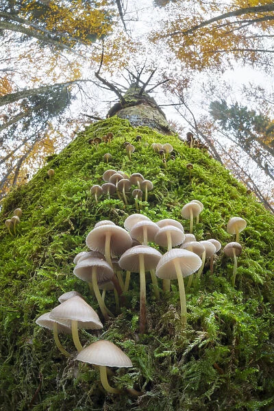 Toadstools (Mycena sp. ) growing on a dead conifer tree. Plitvice Lakes National Park, Croatia