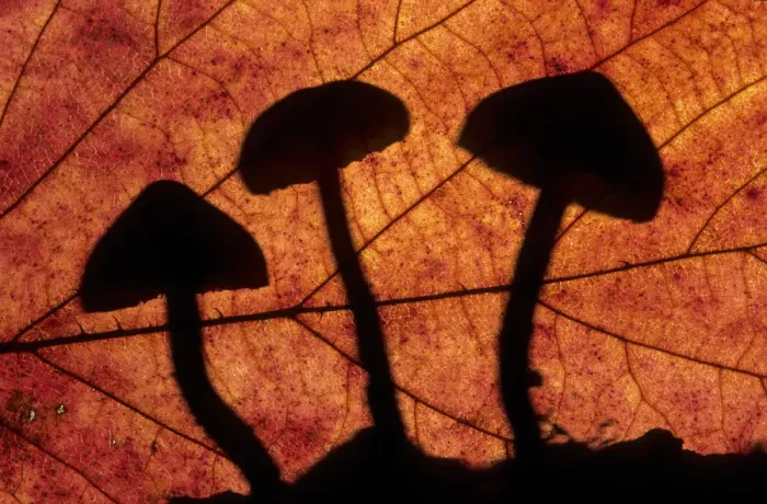 Framed Print : Toadstools outlined through a leaf, autumn, Lorraine, France