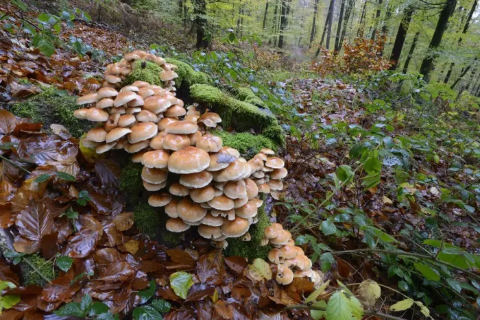 Framed Print : Toadstoosl on tree stump in forest, Vosges, France, November 2013 Framed Print : Toadstoosl on tree stump in forest, Vosges, France, November 2013