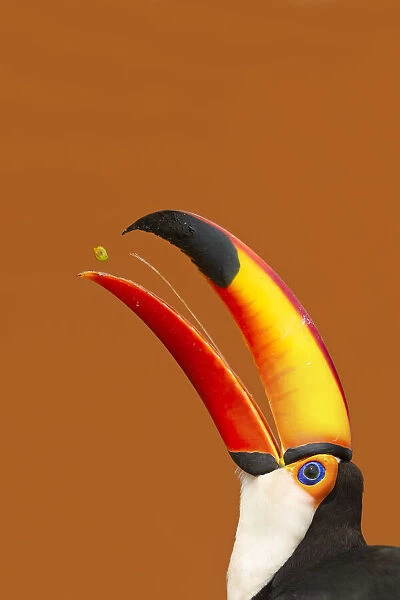 Toco Toucan (Ramphastos toco) beak open with tongue visible while feeding on mango, Brazil
