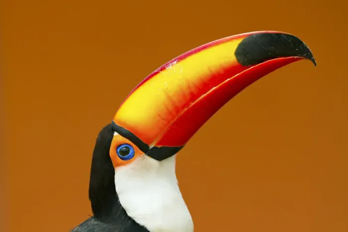 Framed Print : Toco Toucan (Ramphastos toco) head and beak profile portrait, Brazil Framed Print : Toco Toucan (Ramphastos toco) head and beak profile portrait, Brazil