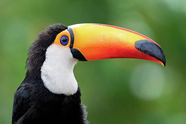 Toco toucan (Ramphastos toco) head portrait, Pantanal wetlands, Mato Grosso do Sul, Brazil
