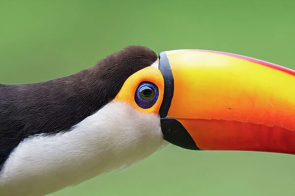 Toco toucan (Ramphastos toco) head portrait, Pantanal wetlands, Mato Grosso do Sul, Brazil